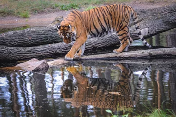 Zelfklevend Fotobehang Bengal tiger walks in enclosure in Serengeti Park, zoo and leisure park in Hodenhagen in North Germany © Fotokon