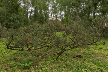 Textured mountain pines, intricately growing on a small hill. Landscape composition in the Botanical garden of the city Park. Early summer, day.