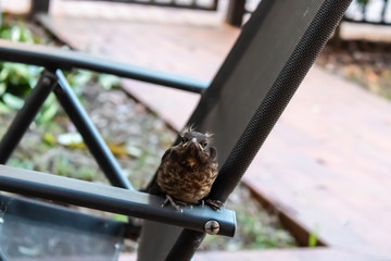 Beautiful song thrush (Turdus philomelos) on the chair in the garden, bird sitting on the chair  - Image