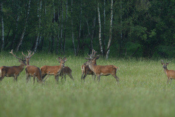 herd of deer with antlers running down the meadow towards the forest