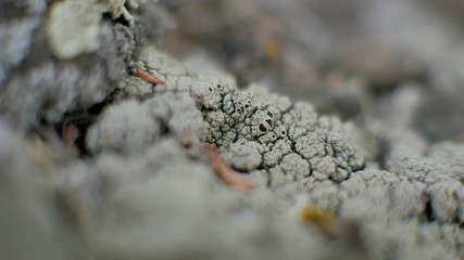 macro