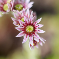Plants: Closeup shot of a flowering sempervivum plant