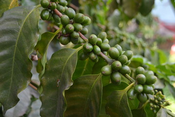 Green Coffee Beans