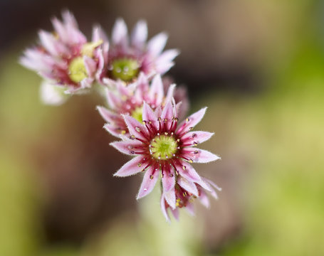 Plants: Closeup shot of a flowering sempervivum plant