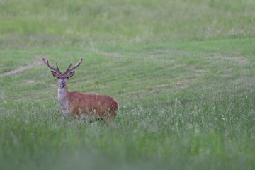 portrait of a deer with antlers on a meadow in spring