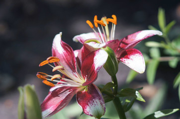 Beautiful lilies in the garden