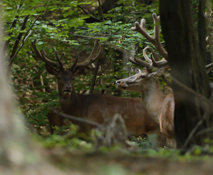 deer buck with antlers  is walking in dense forest through bushes and branches
