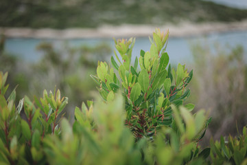 Makro Aufnahmen gr&uuml;ne Pflanzen auf Pelje&scaron;ac