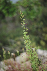 Makro Aufnahmen grüne Pflanzen auf Pelješac