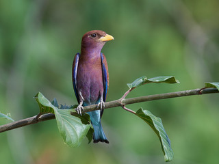 Broad-billed roller (Eurystomus glaucurus)