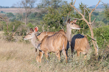 Naklejka na ściany i meble Three greater kudu cows and a red-billed oxpecker
