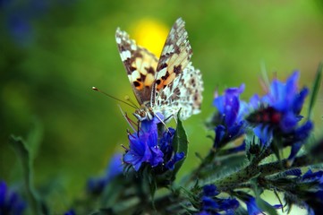 Painted Lady (Vanessa cardui) on blue Vipers Bugloss (Echium vulgare). Inflorescence with blue flowers on green background 