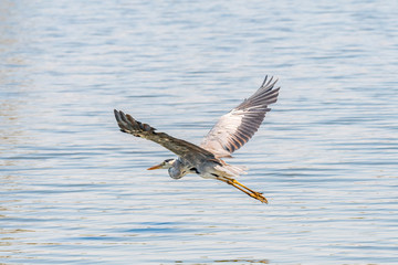 Grey heron, Ardea cinerea, in flight