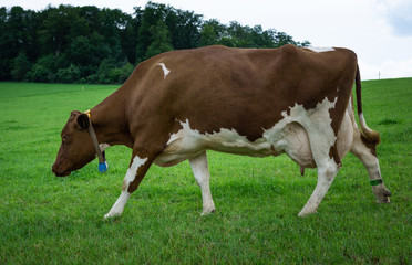 Kuh-braunweiß gecheckt auf Wiese
