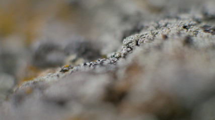 macro