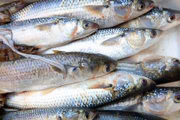 Fischmarkt in Catania. Sizilien. Italien