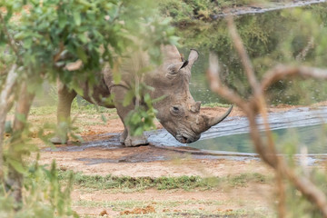 White rhino drinking water from a waterhole