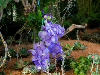 Flowers in the middle of the jungle,