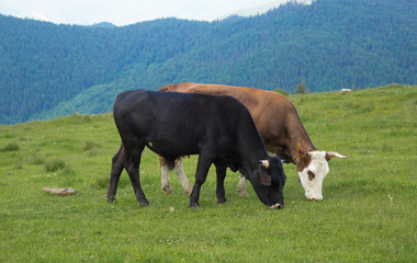 Cows graze on the mountain valley Smotrich, Carpathians, Ukraine. In the mountains, they eat ecologically clean food and water