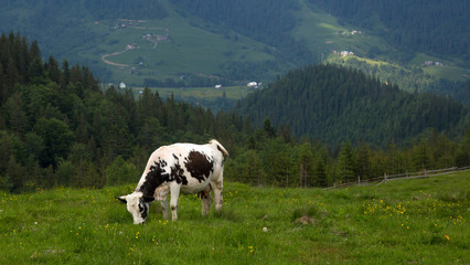 Fototapeta na wymiar Cows grazing on the Smotrych mountain valley, Montenegrin ridge, Ukraine