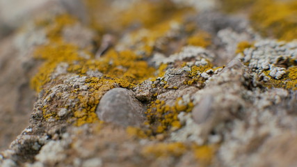 macro