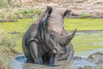 Fototapeta premium White rhino taking a mudbath