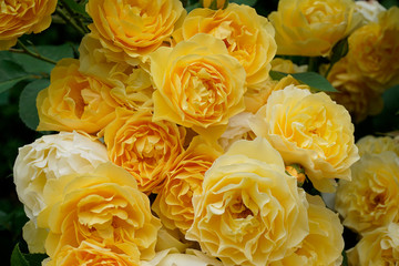 grham thomas, rose gelb