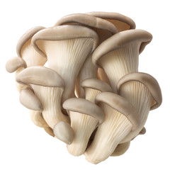Oyster mushrooms pleurotus, paths