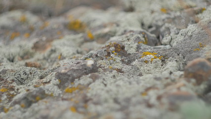 macro