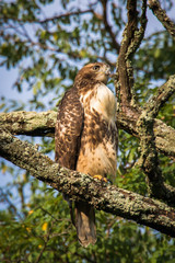 Red Tailed hawk on the branch of a tree looking out to the field