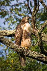 Red Tailed hawk on the branch of a tree looking out to the field