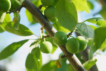Green plum ripening on a tree branch