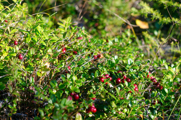 In the green grass illuminated by the sun grow bunches of wild red cranberries on the background of branches of the taiga forest.