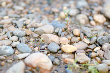 The picture river stones near,the side.
