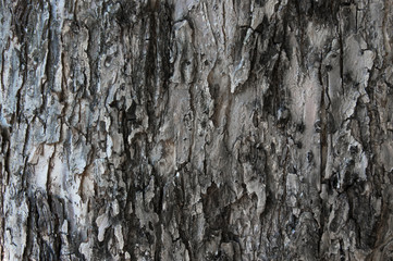 close-up of the grain bark of wild tree