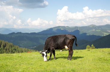 Cows graze on the mountain valley Smotrich, Carpathians, Ukraine. In the mountains, they eat ecologically clean food and water