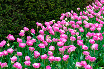 Beautiful flowerbed of pink peony tulips. Background of purple tulips field. Spring and summer mood