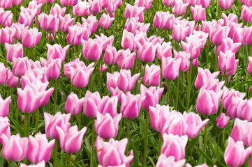 Beautiful flowerbed of pink with white tulips. Background of purple tulips field. Spring and summer mood