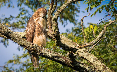 Fototapeta na wymiar Red Tailed hawk on the branch of a tree looking down