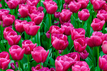 Beautiful flowerbed of crimson tulips. Background of purple tulips field. Spring and summer mood