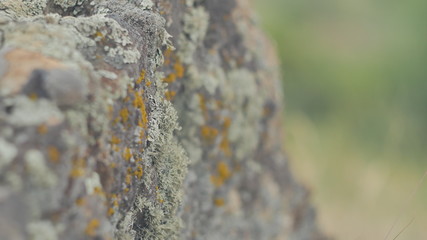macro
