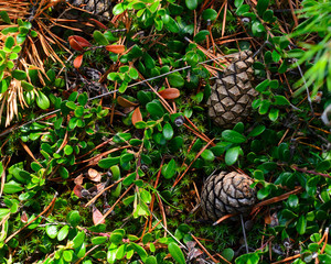 Obraz premium Fir cones lie in green leaves next to a spruce branch on the floor of the forest.