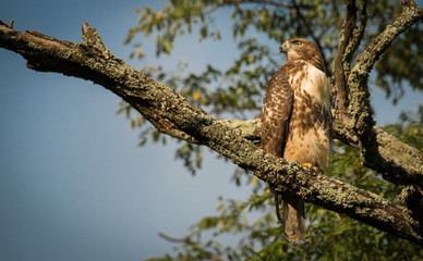 Red Tailed hawk on the branch of a tree looking to the left