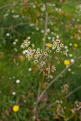 Amelanchier canadensis