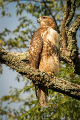 Red Tailed hawk on the branch of a tree looking to the left
