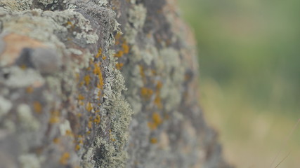 macro