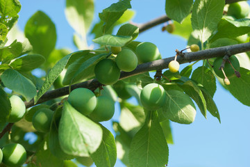 Green plum ripening on a tree branch