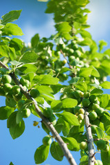 Green plum ripening on a tree branch