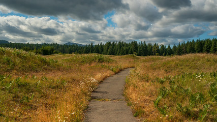 Wild Flowers In Bloom At Mima Mounds