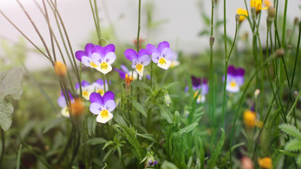 Purple flowers grow in the garden